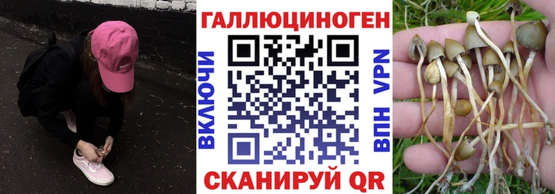 Псилоцибиновые грибы MAGIC MUSHROOMS  hydra как зайти  Хадыженск  наркотики 